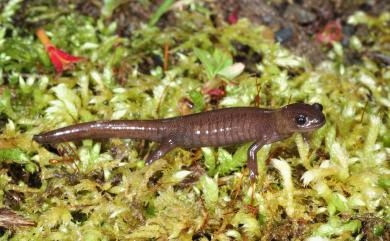 Hynobius arisanensis Maki, 1922 阿里山山椒魚