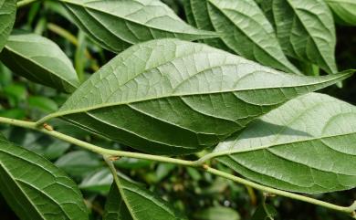Styrax formosanus var. formosanus Matsum. 烏皮九芎