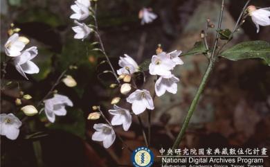 Codonacanthus pauciflorus (Nees) Nees 針刺草