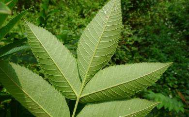 Rhus chinensis var. roxburghii 羅氏鹽膚木