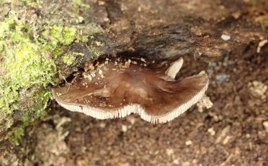 Pluteus 光柄菇屬