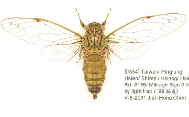 Euterpnosia olivacea Kato, 1927 高士佛姬春蟬