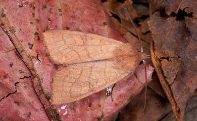 Tiliacea tatachana (Chang, 1991) 塔塔加秋冬夜蛾