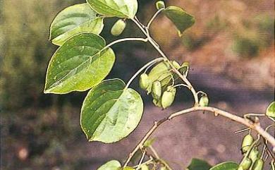 Actinidia arguta (Siebold & Zucc.) Planch. ex Miq. 軟棗獼猴桃