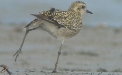Pluvialis fulva (Gmelin, 1789) 太平洋金斑鴴