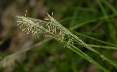 Carex alterniflora Franch. 宜蘭宿柱薹