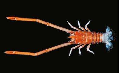 Munidopsis cylindrophthalma (Alcock, 1894) 柱臂仿刺鎧蝦