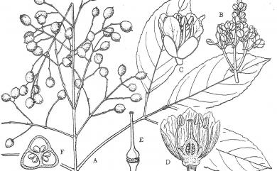 Turpinia ternata 三葉山香圓