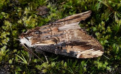 Hexafrenum leucodera yamamotoi (Nakamura, 1978) 黯翅白頸異齒舟蛾