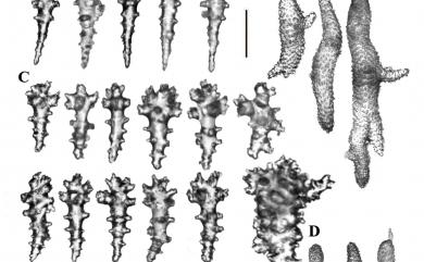 Sinularia inexplicita Tixier-Durivault, 1970 混淆指形軟珊瑚