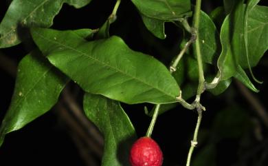 Capparis acutifolia Wight 銳葉山柑