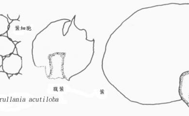 Frullania acutiloba 尖片耳葉蘚