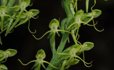 Habenaria iyoensis 岩坡玉鳳蘭