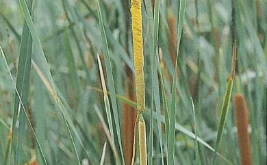 Typha angustifolia L. 水燭