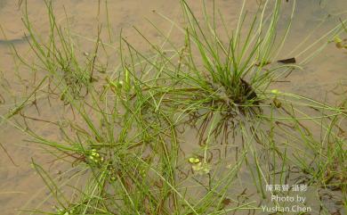 Eleocharis congesta subsp. japonica (Miq.) T.Koyama 針藺
