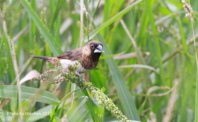 Lonchura striata swinhoei 白腰文鳥