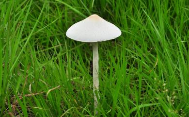 Macrolepiota