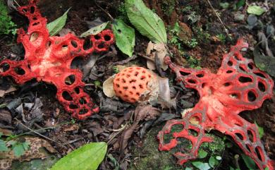 Clathrus ruber Mich.:Pers. 紅籠頭菌