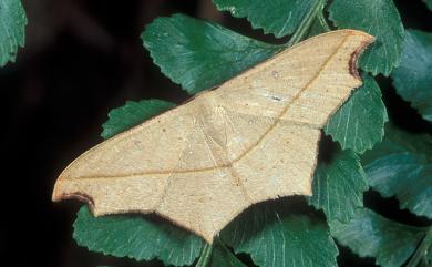 Traminda aventiaria (Guenée, 1858) 缺口姬尺蛾