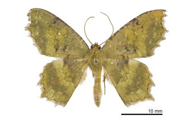 Paramaxates vagata (Walker, 1861) 漫副鋸翅青尺蛾