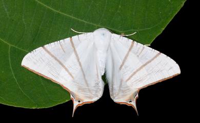 Ourapteryx clara formosana Matsumura, 1910 福爾摩沙尾尺蛾