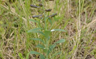 Crotalaria retusa L. 凹葉野百合