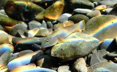 Rhinogobius candidianus (Regan, 1908) 明潭吻鰕虎