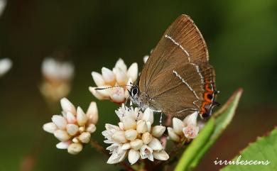 Satyrium inouei (Shirôzu, 1959) 井上洒灰蝶