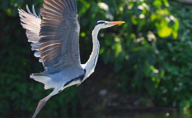 Ardea cinerea jouyi Clark, 1907 蒼鷺