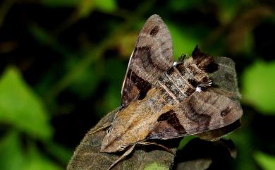 Macroglossum sitiene (Walker, 1856) 膝帶長喙天蛾