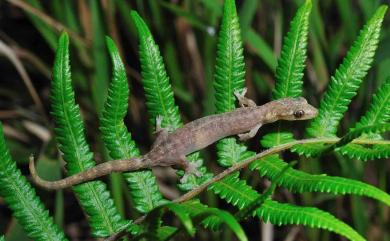 Hemiphyllodactylus typus Bleeker, 1860 半葉趾蝎虎