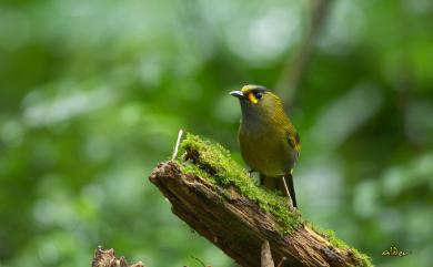 Liocichla steerii Swinhoe, 1877 黃胸藪眉