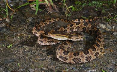 Protobothrops mucrosquamatus (Günther, 1864) 龜殼花