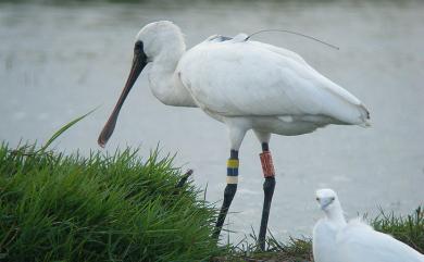 Platalea minor Temminck & Schlegel, 1849 黑面琵鷺