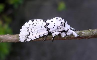 Neocerura liturata liturata (Walker, 1855) 新鋸舟蛾