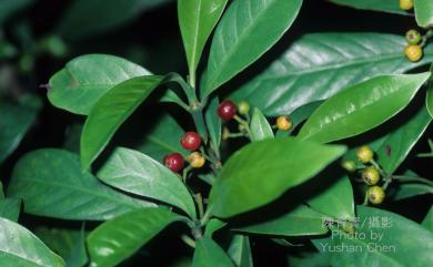 Psychotria rubra Poir. 九節木