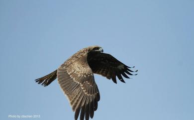 Milvus migrans formosanus 黑鳶