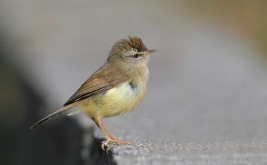 Horornis acanthizoides concolor (Ogilvie-Grant, 1912) 深山鶯