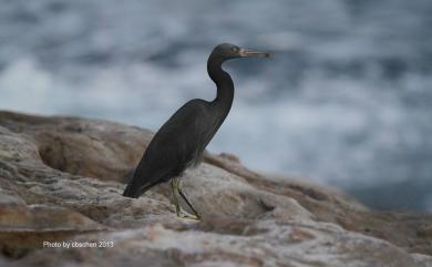 Egretta sacra sacra (J. F. Gmelin, 1789) 岩鷺