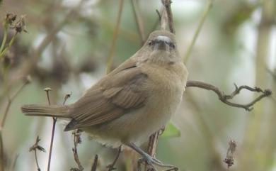 Lonchura punctulata topela (Swinhoe, 1863) 斑文鳥