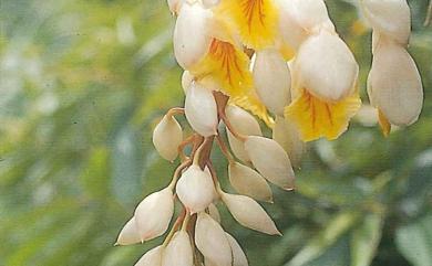 Alpinia zerumbet 月桃