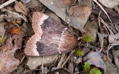 Amphipyra shyrshana Chang, 1991 石山雜夜蛾