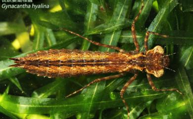 Gynacantha hyalina Selys, 1882 長鋏晏蜓