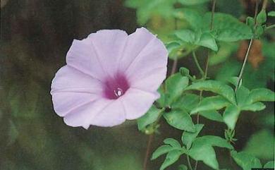 Ipomoea cairica 槭葉牽牛