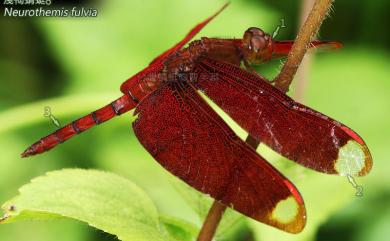 Neurothemis fulvia (Drury, 1773) 淺褐蜻蜓