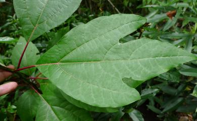 Sassafras randaiense 臺灣檫樹