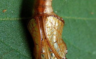 Athyma perius (Linnaeus, 1758) 玄珠帶蛺蝶