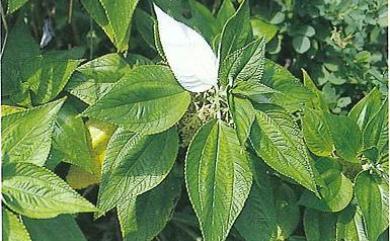 Maoutia setosa Wedd. 蘭嶼水絲麻