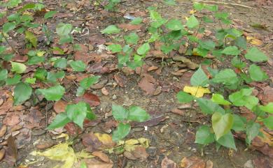 Pongamia pinnata (L.) Pierre 水黃皮