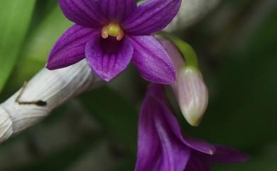 Dendrobium goldschmidtianum Kraenzl. 紅石斛
